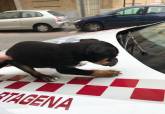 Cachorro de perro rescatado por la Polic�a Local