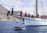 Avistamiento de delfines durante recogida de basuras