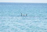Simulacro de ahogamiento en el Mar Menor