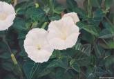  'Vistas al realismo I' del pintor Esteban Vicente se exhibe en el Luzzy