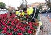 Flores rojas en Cartagena, Navidad
