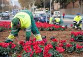 Flores rojas en Cartagena, Navidad