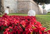 Flores rojas en Cartagena, Navidad