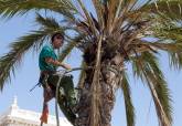 Poda de palmeras en la zona del puerto