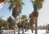 Poda de palmeras en la zona del puerto