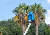 Trabajos de poda de palmeras y acondicionamiento zonas verdes