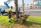Trabajos de poda de palmeras y acondicionamiento zonas verdes