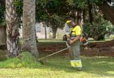 Trabajos de poda de palmeras y acondicionamiento zonas verdes