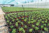 Preparaci�n de plantaci�n en el Vivero Municipal 