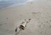 Atunes muertos en las playas de La Manga