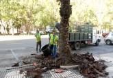 Poda de palmeras en la Alameda de San Ant�n