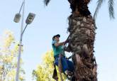 Poda de palmeras en la Alameda de San Ant�n