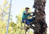 Poda de palmeras en la Alameda de San Ant�n