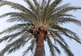 Poda de palmeras en la Alameda de San Ant�n