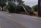 rbol derribado por el viento en la antigua nacional 301
