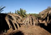 Plaga de picudo rojo en las palmeras del Pol�gono Residencial de Santa Ana