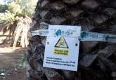Plaga de picudo rojo en las palmeras del Pol�gono Residencial de Santa Ana