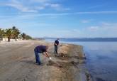 Reanudación de los trabajos de limpieza de algas y mantenimiento en el litoral cartagenero