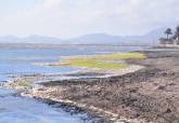 El Ayuntamiento de Cartagena prepara una demanda judicial por inactividad de la administraci�n responsable de la retirada de secos y lodos en el Mar menor sur.