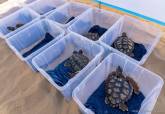 Diez tortugas bobas regresan a Calblanque tras un ao criadas en cautividad