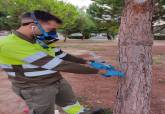 Endoterapia aplicada a pinos de zonas verdes municipales