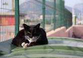 Sanidad instala cinco nuevas casetas para gatos en el municipio