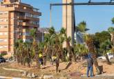 Replantaci�n de los palmitos en la rotonda Severo Ochoa