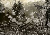 Trauma, de Joan Fontcuberta.