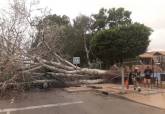 Retirada de árboles caídos por el viento
