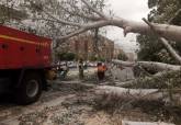 Retirada de árboles caídos por el viento
