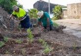 Reforestación en la rambla de Cala Flores en Cabo de Palos realizada por el Ayuntamiento de Cartagena.