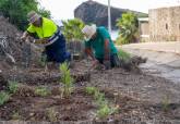 Reforestacin en la rambla de Cala Flores en Cabo de Palos realizada por el Ayuntamiento de Cartagena.