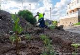 Reforestación en la rambla de Cala Flores en Cabo de Palos realizada por el Ayuntamiento de Cartagena.