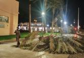 Cada de palmera en plaza del Ayuntamiento de Cartagena.