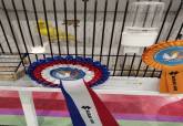 IX Campeonato Ornitolgico de la Regin de Murcia