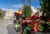 Plantas Navidad Cartagena Flor de Pascua Jardineros.