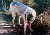 Imagen del perro abandonado en la zona de Pozo Estrecho. Polic�a Local