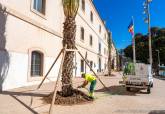 El Ayuntamiento pone palmeras de gran porte junto a la Muralla del Mar