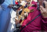 Bendicin de animales en el barrio cartagenero de San Antn. 
