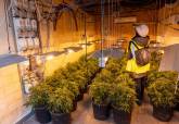 El Ayuntamiento de Cartagena colabora con Polica Nacional en el desmantelamiento de seis plantaciones de marihuana en el cerro de Los Moros