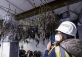El Ayuntamiento de Cartagena colabora con Polica Nacional en el desmantelamiento de seis plantaciones de marihuana en el cerro de Los Moros