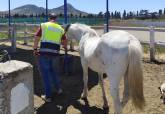 Polica Local rescata a cuatro caballos y un gallo en situacin de abandono en Cartagena
