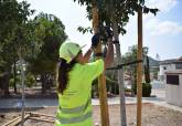 El Ayuntamiento de Cartagena planta m�s de 250 �rboles en lo que va de a�o en zonas como Canteras, La Palma, Pozo Estrecho y Miranda