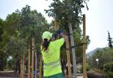 El Ayuntamiento de Cartagena planta m�s de 250 �rboles en lo que va de a�o en zonas como Canteras, La Palma, Pozo Estrecho y Miranda