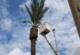 Trabajadores de jardines revisando palmeras este viernes en Alameda de San Ant�n.