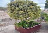 Plantaci�n en el talud de la Barriada Virgen de la Caridad
