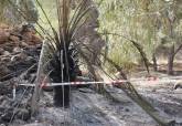 Extinguido incendio. Palmeral San Gin�s, La Azoh�a. Junio, 2026.