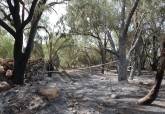Extinguido incendio. Palmeral San Gin�s, La Azoh�a. Junio, 2026.