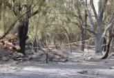 Extinguido incendio. Palmeral San Gin�s, La Azoh�a. Junio, 2026.