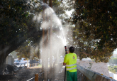 El Ayuntamiento de Cartagena refuerza el riego de ficus monumentales durante el verano